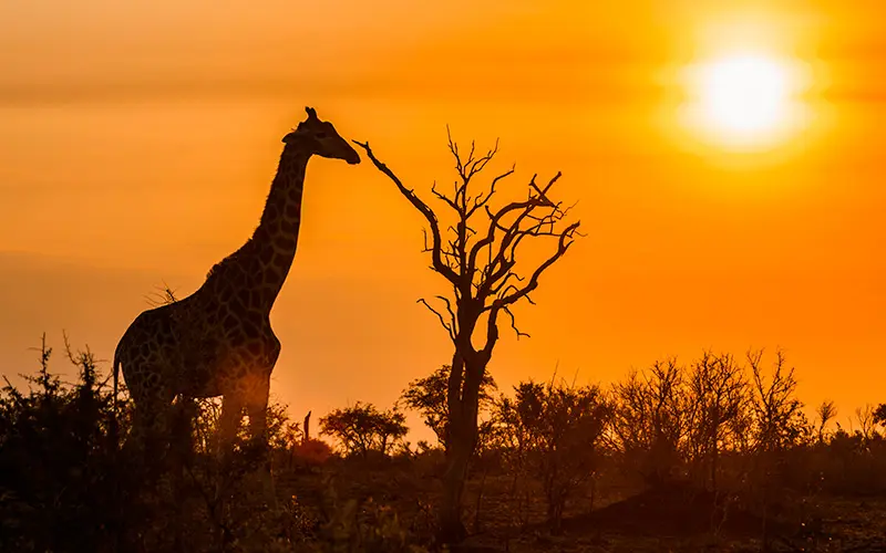 Parque Nacional Kruger com elefantes